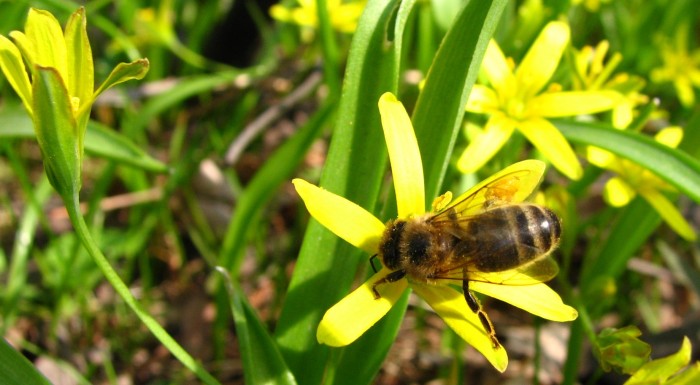 Honey Bee Day in Wilanów
