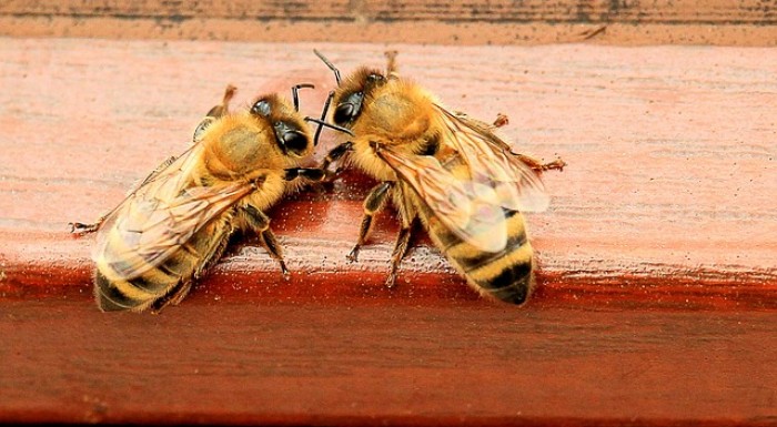 Pierwszy muzealny kurs pszczelarski!