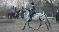 TKKF Hubert – horse riding