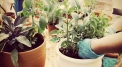 Topinambur Project – become an urban gardener