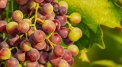 Grape Harvesting at Wilanów