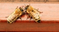 Pierwszy muzealny kurs pszczelarski!