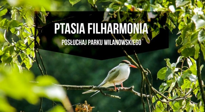 Bird philharmonic. Audio workshops for adults.