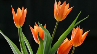 IX wystawa tulipanów w wilanowskiej Oranżerii
